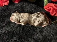 Scooby, a male Miniature Dachshund for sale in Riverview, MI – 7 of 10
