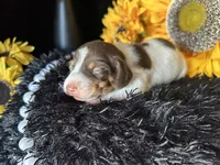 Velma, a female Miniature Dachshund for sale in Riverview, MI – 4 of 10