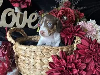 Velma, a female Miniature Dachshund for sale in Riverview, MI – 8 of 10
