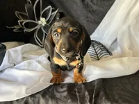 Ash, a male Miniature Dachshund for sale in Riverview, MI – 8 of 10