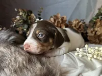 Velma, a female Miniature Dachshund for sale in Riverview, MI – 2 of 10
