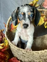 Daphne, a female Miniature Dachshund for sale in Riverview, MI – 2 of 10