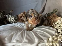 Scooby, a male Miniature Dachshund for sale in Riverview, MI – 4 of 10