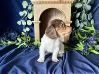Shaggy, a male Miniature Dachshund for sale in Riverview, MI – 8 of 10