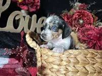 Daphne (On Hold for Abby), a female Miniature Dachshund for sale in Riverview, MI – 2 of 10