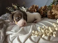 Velma, a female Miniature Dachshund for sale in Riverview, MI – 8 of 10
