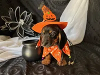 Ash, a male Miniature Dachshund for sale in Riverview, MI – 3 of 10
