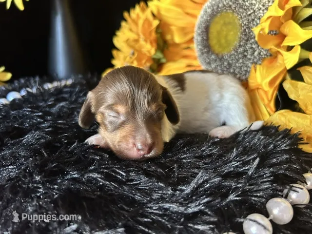 Shaggy – Miniature Dachshund puppy for sale in Riverview, MI