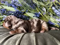 Scooby, a male Miniature Dachshund for sale in Riverview, MI – 2 of 10