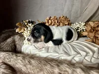 Brock, a male Miniature Dachshund for sale in Riverview, MI – 2 of 10