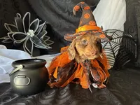 Misty, a female Miniature Dachshund for sale in Riverview, MI – 9 of 10