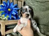 Daphne, a female Miniature Dachshund for sale in Riverview, MI – 7 of 10