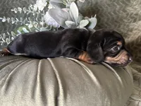 Ash, a male Miniature Dachshund for sale in Riverview, MI – 6 of 10