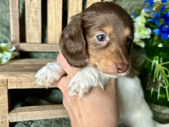 Shaggy – Miniature Dachshund puppy on hold in Riverview, MI