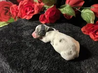 Daphne, a female Miniature Dachshund for sale in Riverview, MI – 7 of 10