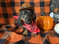 Ash, a male Miniature Dachshund for sale in Riverview, MI – 3 of 10