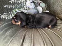 Ash, a male Miniature Dachshund for sale in Riverview, MI – 10 of 10