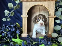 Velma , a female Miniature Dachshund for sale in Riverview, MI – 2 of 10
