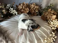 Daphne (On hold), a female Miniature Dachshund for sale in Riverview, MI – 6 of 10
