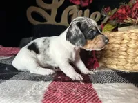 Daphne (On Hold for Abby), a female Miniature Dachshund for sale in Riverview, MI – 5 of 10