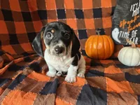 Brock, a male Miniature Dachshund for sale in Riverview, MI – 7 of 10
