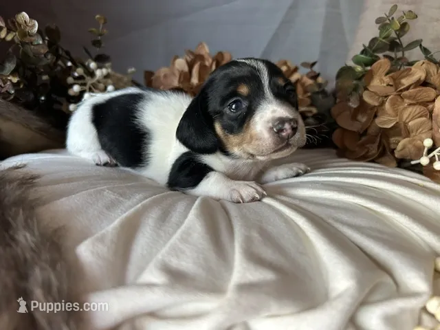 Fred – Miniature Dachshund puppy for sale in Riverview, MI