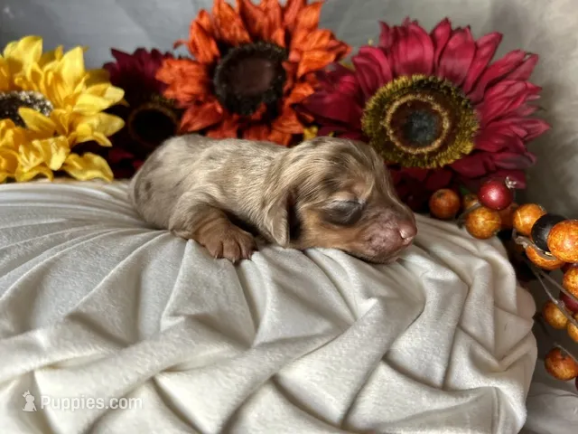 Misty – Miniature Dachshund puppy on hold in Riverview, MI