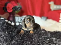 Ash, a male Miniature Dachshund for sale in Riverview, MI – 10 of 10