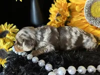 Scooby, a male Miniature Dachshund for sale in Riverview, MI – 2 of 10