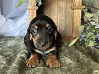 Ash, a male Miniature Dachshund for sale in Riverview, MI – 2 of 10