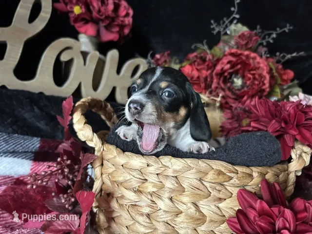 Fred (On Hold for Michael) – Miniature Dachshund puppy for sale in Riverview, MI