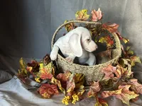 Casper, a male Miniature Dachshund for sale in Riverview, MI – 6 of 10