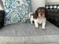 Shaggy, a male Miniature Dachshund for sale in Riverview, MI – 3 of 10