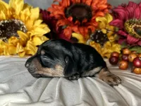 Ash, a male Miniature Dachshund for sale in Riverview, MI – 3 of 10