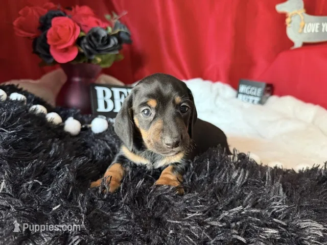 Ash – Miniature Dachshund puppy for sale in Riverview, MI