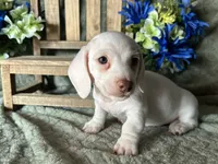 Casper, a male Miniature Dachshund for sale in Riverview, MI – 3 of 10
