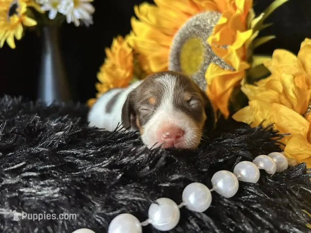Velma – Miniature Dachshund puppy for sale in Riverview, MI