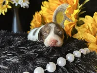 Velma, a female Miniature Dachshund for sale in Riverview, MI – 1 of 10