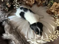 Fred, a male Miniature Dachshund for sale in Riverview, MI – 5 of 10