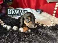 Ash, a male Miniature Dachshund for sale in Riverview, MI – 5 of 10