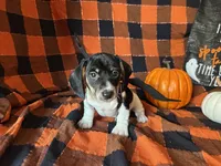 Brock, a male Miniature Dachshund for sale in Riverview, MI – 3 of 10