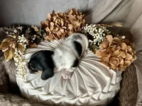 Brock, a male Miniature Dachshund for sale in Riverview, MI – 4 of 10