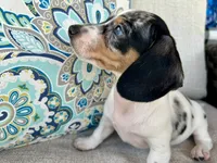 Daphne , a female Miniature Dachshund for sale in Riverview, MI – 7 of 10