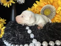 Casper, a male Miniature Dachshund for sale in Riverview, MI – 2 of 10