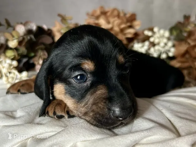 Ash – Miniature Dachshund puppy for sale in Riverview, MI
