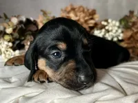 Ash, a male Miniature Dachshund for sale in Riverview, MI – 1 of 10