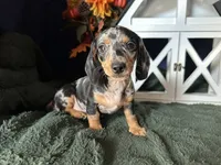 Beatrix, a female Miniature Dachshund for sale in Riverview, MI – 8 of 10