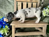 Daphne, a female Miniature Dachshund for sale in Riverview, MI – 4 of 10