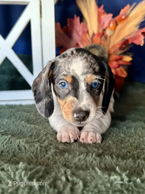 Daphne – Miniature Dachshund puppy for sale in Riverview, MI