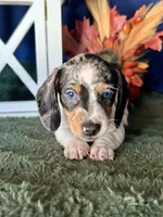 Daphne, a female Miniature Dachshund for sale in Riverview, MI – 1 of 10